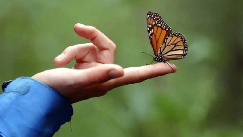 Chiêm bao thấy bướm đậu trên tay theo các chuyên gia bạn nên đánh cặp số 01 - 45